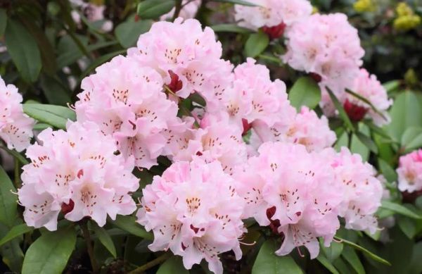 高山杜鹃怎么养_高山杜鹃适合什么地区