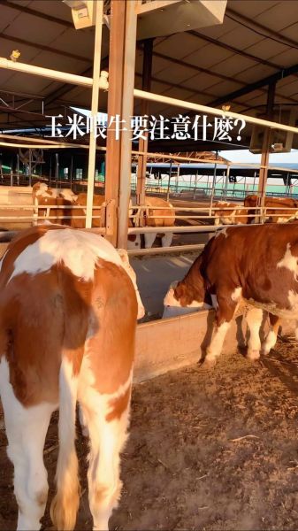 牛市场未来五年赚钱吗_2024年养牛还能赚钱吗