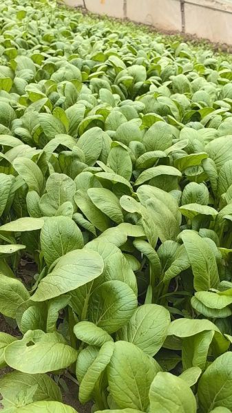 无公害蔬菜前景怎么样_2024年还能赚钱吗