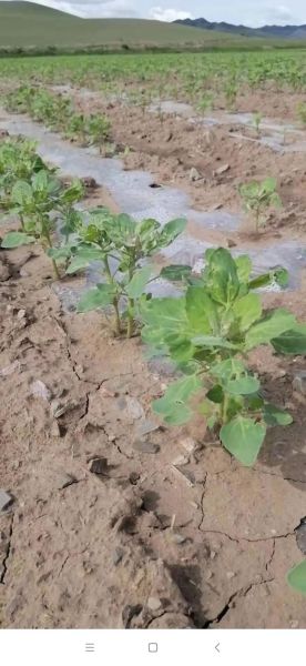 藜麦种植前景怎么样_藜麦市场未来五年趋势