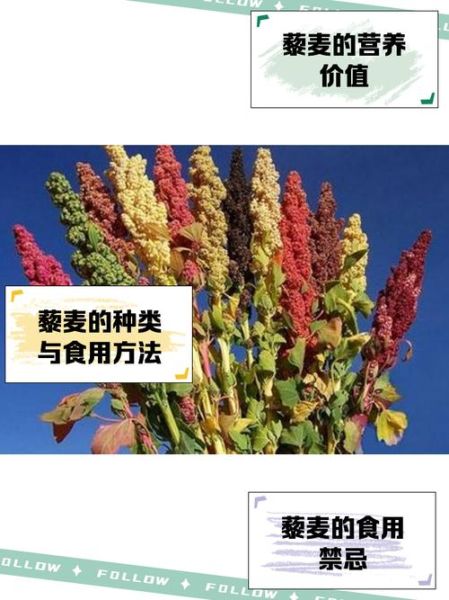 藜麦种植前景怎么样_藜麦市场未来五年趋势