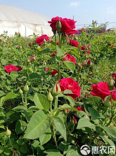 食用玫瑰前景怎么样_食用玫瑰种植赚钱吗