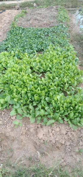 绿色无公害蔬菜前景如何_绿色蔬菜种植前景怎么样