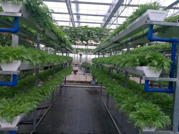 绿色无公害蔬菜前景如何_绿色蔬菜种植前景怎么样