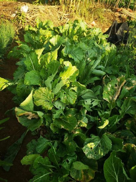 绿色无公害蔬菜前景如何_绿色蔬菜种植前景怎么样