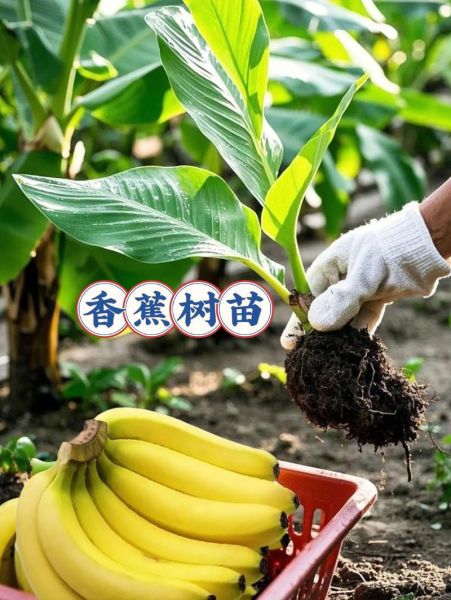 香蕉种植前景怎么样_香蕉市场未来五年会涨价吗