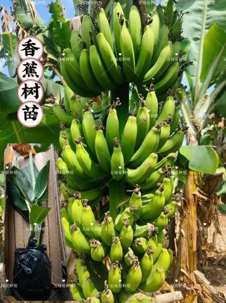 2018香蕉种植市场前景如何_香蕉种植成本与利润