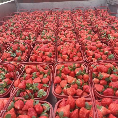 草莓深加工市场前景如何_草莓深加工有哪些产品