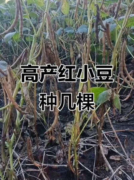 红小豆前景怎么样_红小豆种植赚钱吗