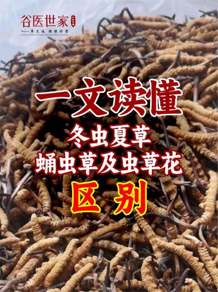 冬虫夏草前景怎么样_冬虫夏草值得投资吗
