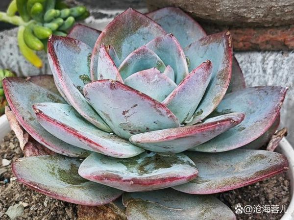 多肉植物赚钱吗_2024年多肉市场前景怎么样