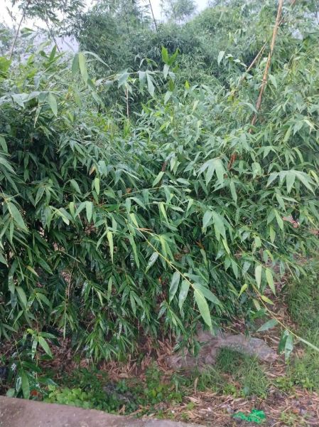 绿竹前景怎么样_绿竹种植前景如何