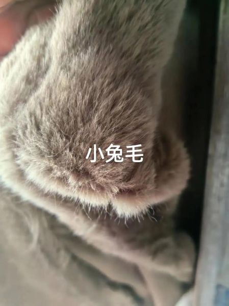 兔毛价格走势_兔毛养殖赚钱吗